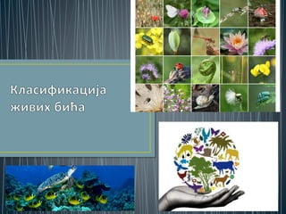 класификација живих бића