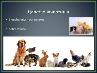 • Вишећелијски организми
• Хетеротрофи
 