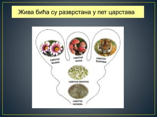 Жива бића су разврстана у пет царстава
 