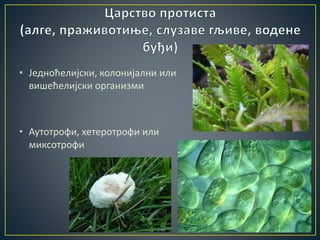 • Једноћелијски, колонијални или
вишећелијски организми
• Аутотрофи, хетеротрофи или
миксотрофи
 