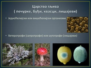 • Једноћелијски или вишећелијски организми
• Хетеротрофи (сапротрофи) или аутотрофи (лишајеви)
 
