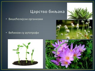 • Вишећелијски организми
• Већином су аутотрофи
 
