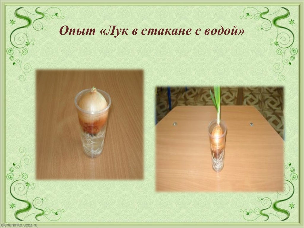 Опыт с луковицей. Эксперимент с луковицей. Опыт с луком. Опыт с луком в воде. Опыт с луковицей.