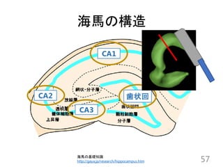 海馬の構造
57
CA3
CA1
歯状回CA2
海馬の基礎知識
http://gaya.jp/research/hippocampus.htm
 