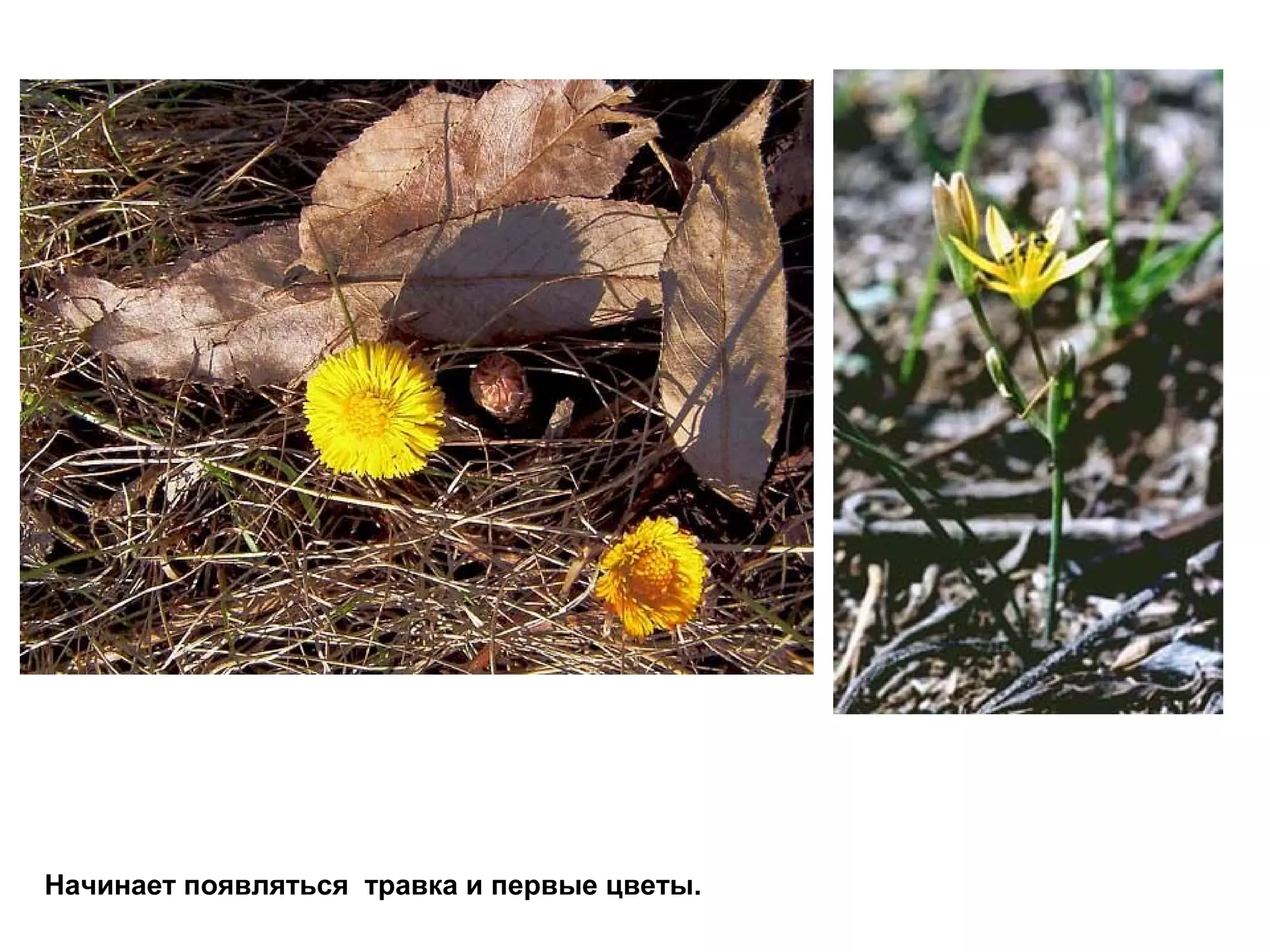 Начинает появляться травка и первые цветы.
 
