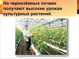 На чернозёмных почвах
получают высокие урожаи
культурных растений.
 