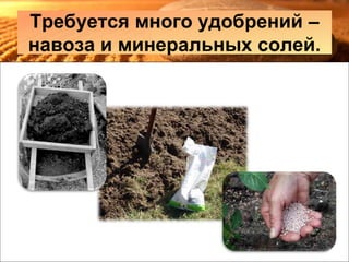 Требуется много удобрений –
навоза и минеральных солей.
 