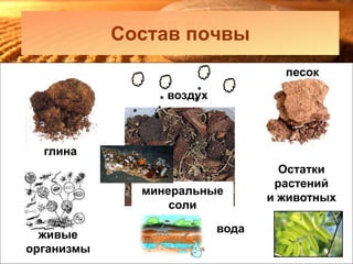 Состав почвы
глина
песок
живые
организмы
Остатки
растений
и животных
вода
воздух
минеральные
соли
Состав почвы
 
