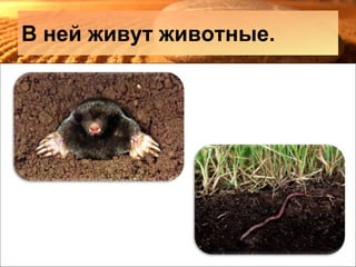 В ней живут животные.
 