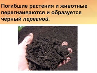 Погибшие растения и животные
перегнаиваются и образуется
чёрный перегной.
 
