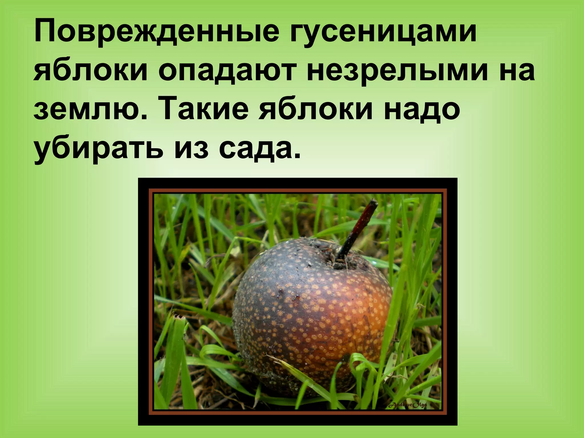 Поврежденные гусеницами
яблоки опадают незрелыми на
землю. Такие яблоки надо
убирать из сада.
 