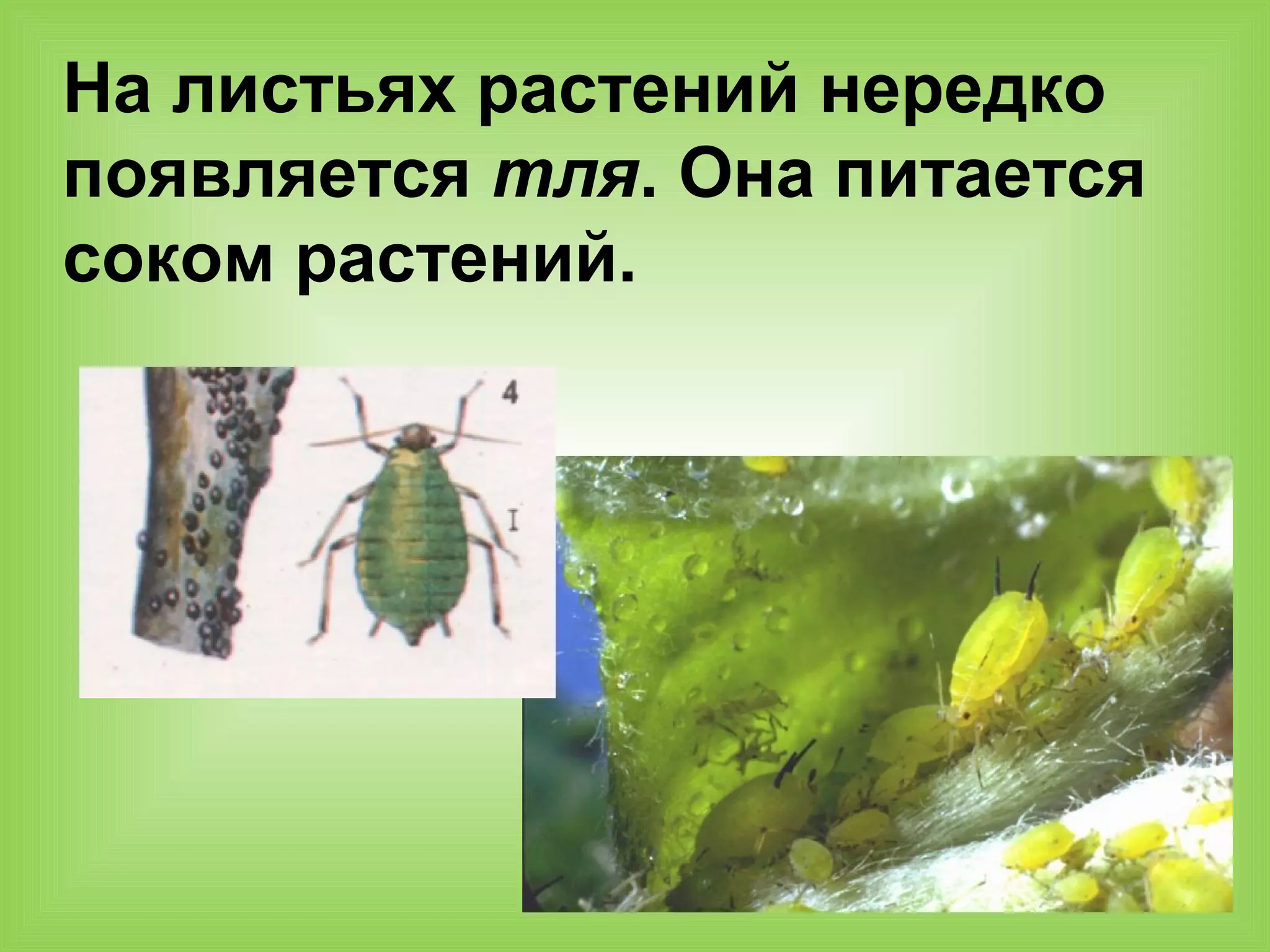 На листьях растений нередко
появляется тля. Она питается
соком растений.
 