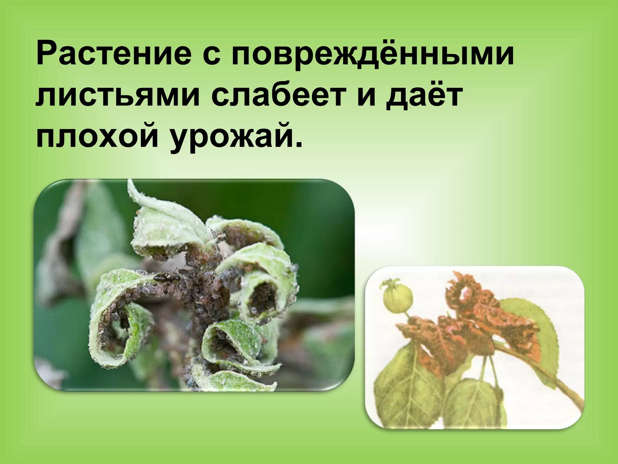 Растение с повреждёнными
листьями слабеет и даёт
плохой урожай.
 