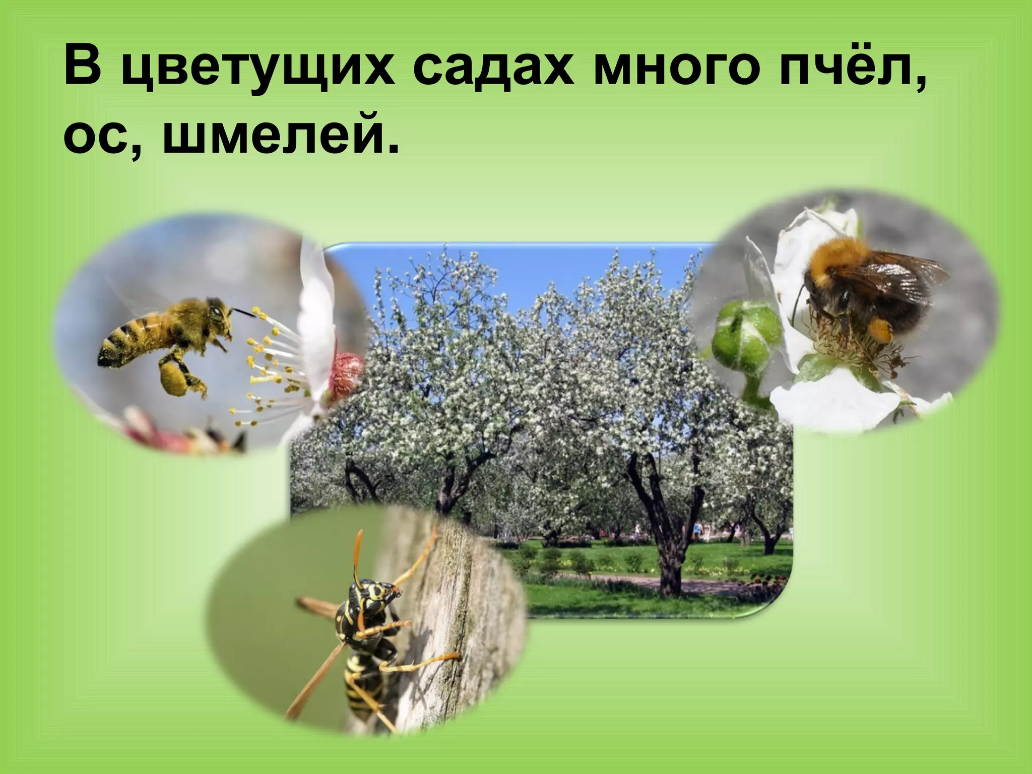 В цветущих садах много пчёл,
ос, шмелей.
 