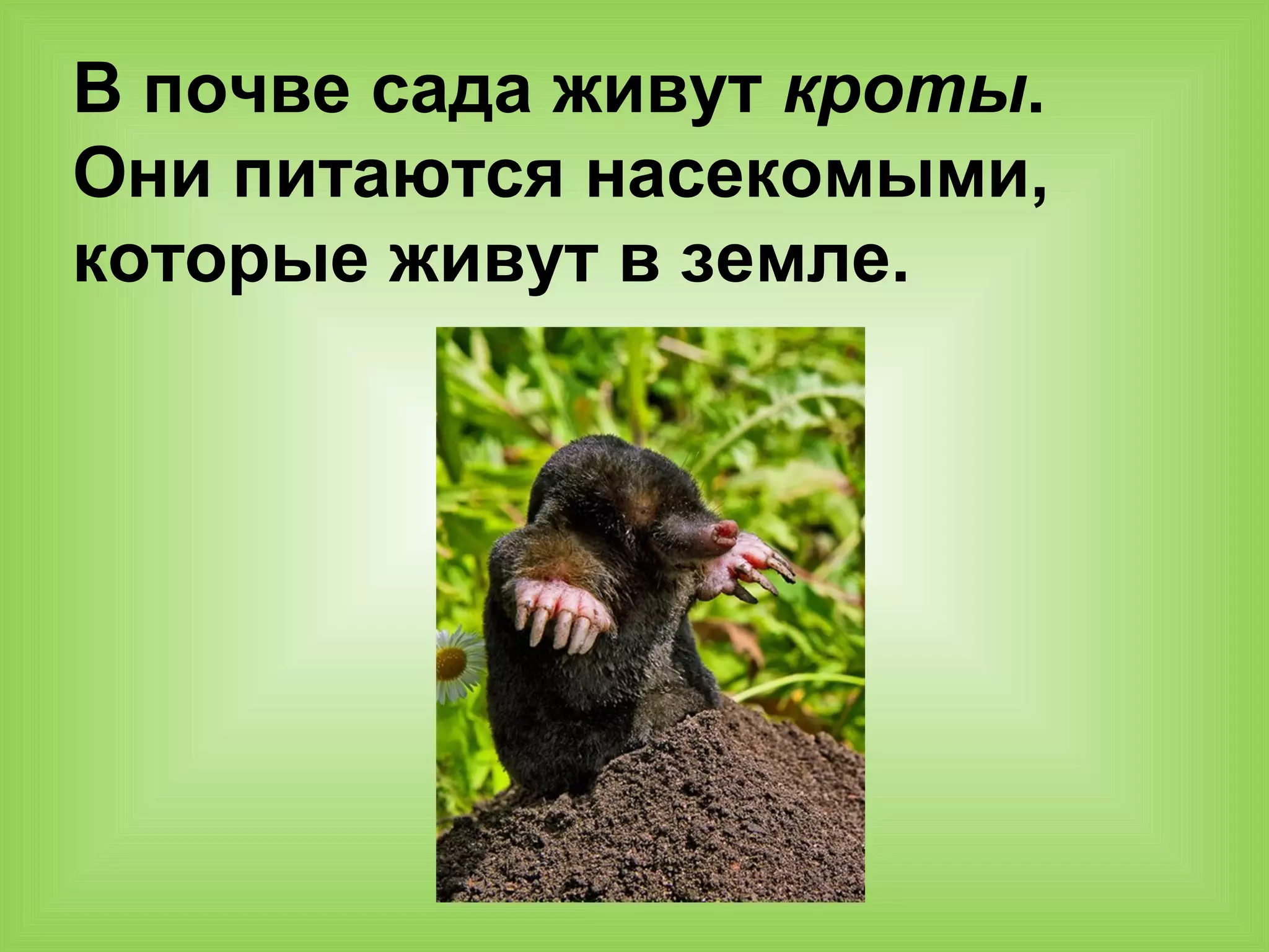 В почве сада живут кроты.
Они питаются насекомыми,
которые живут в земле.
 