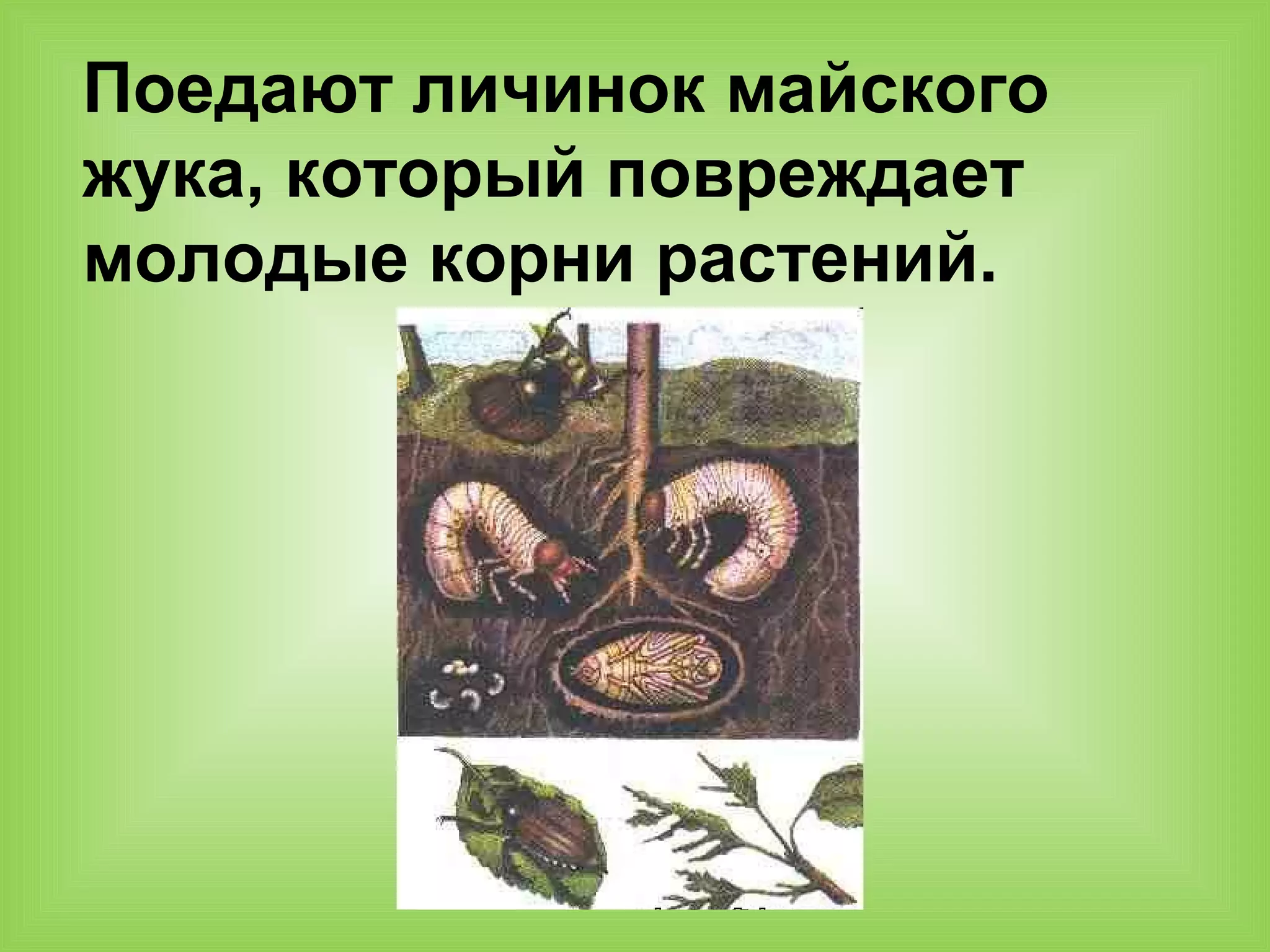 Поедают личинок майского
жука, который повреждает
молодые корни растений.
 