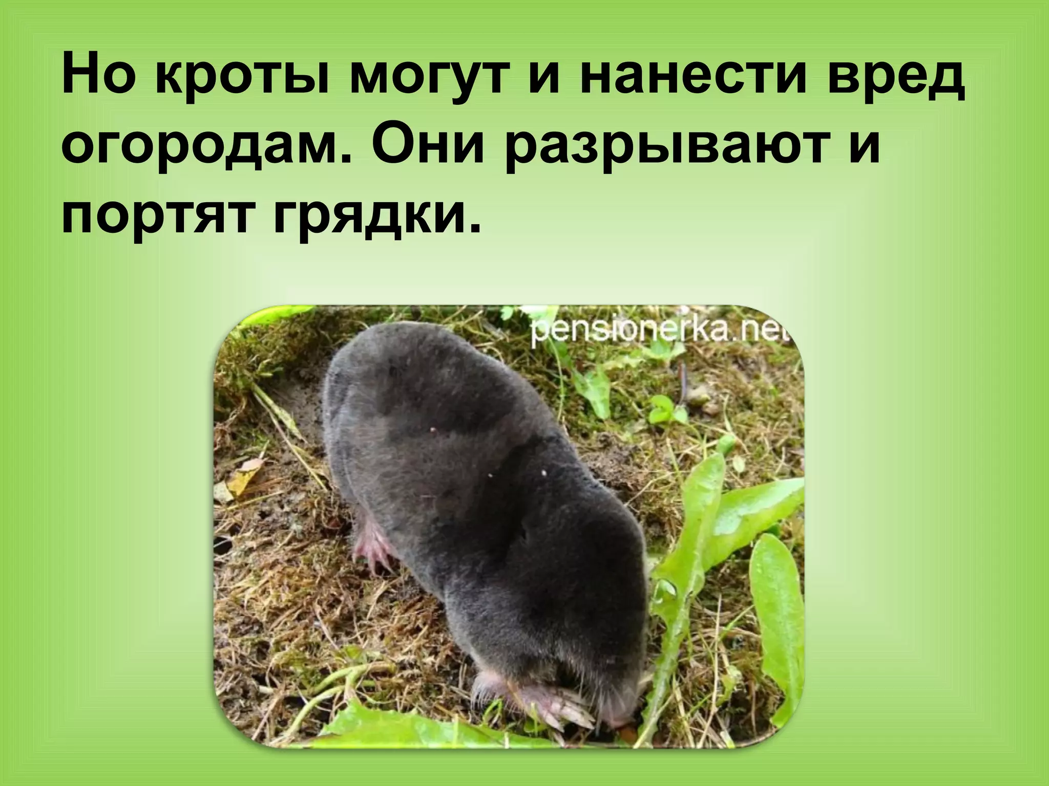 Но кроты могут и нанести вред
огородам. Они разрывают и
портят грядки.
 
