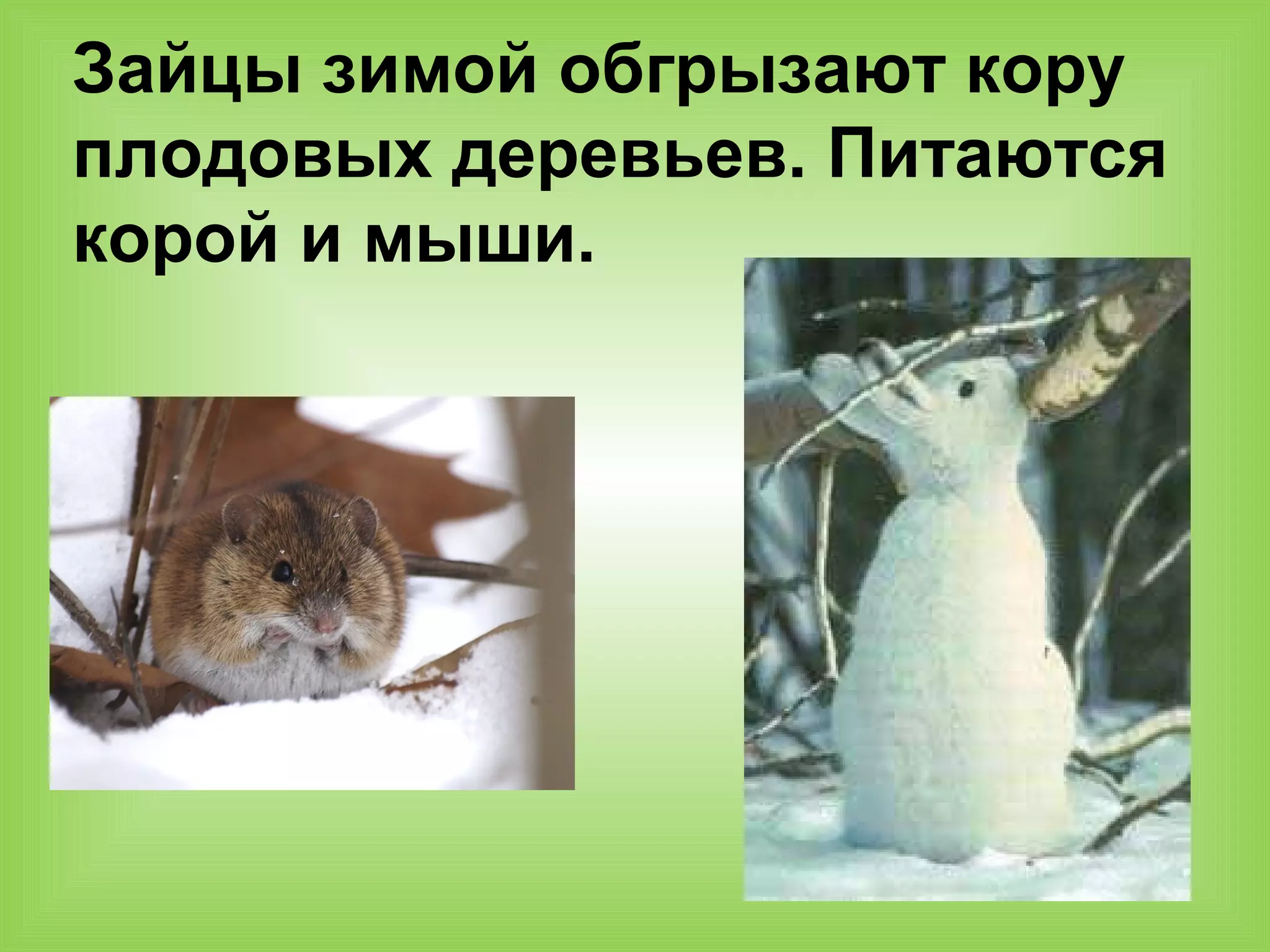Зайцы зимой обгрызают кору
плодовых деревьев. Питаются
корой и мыши.
 