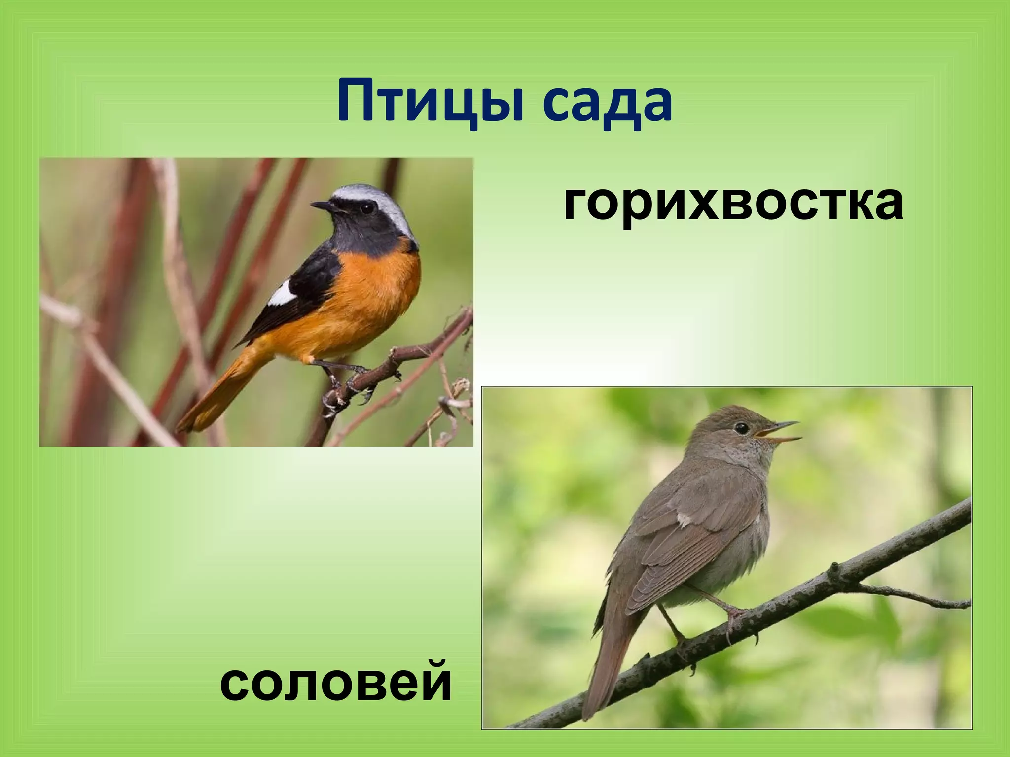 Птицы сада
горихвостка
соловей
 