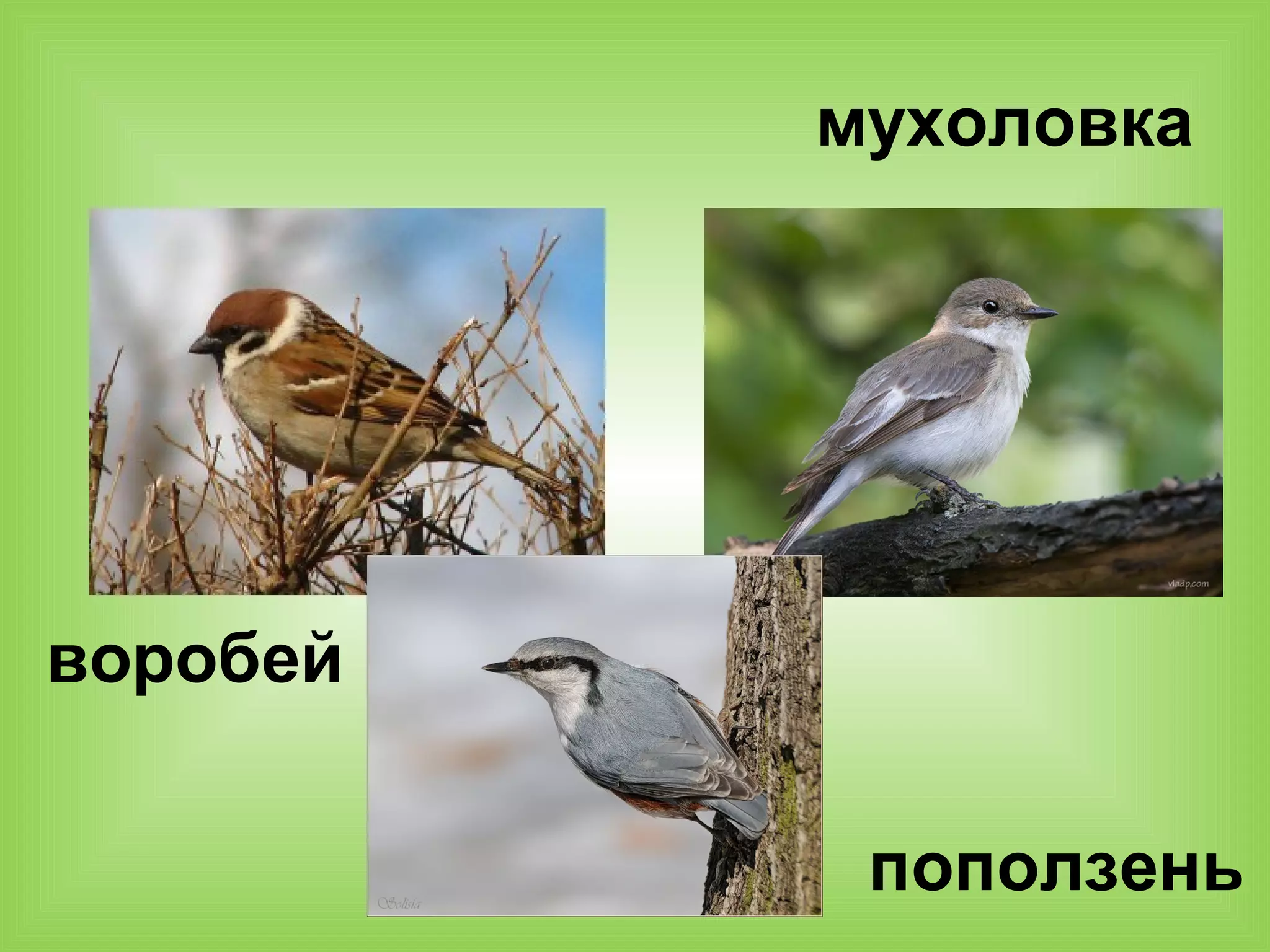 мухоловка
воробей
поползень
 