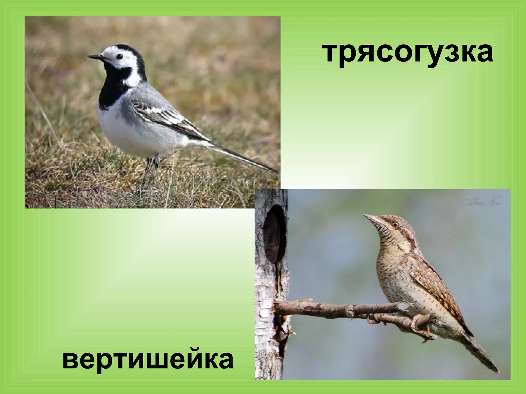 трясогузка
вертишейка
 