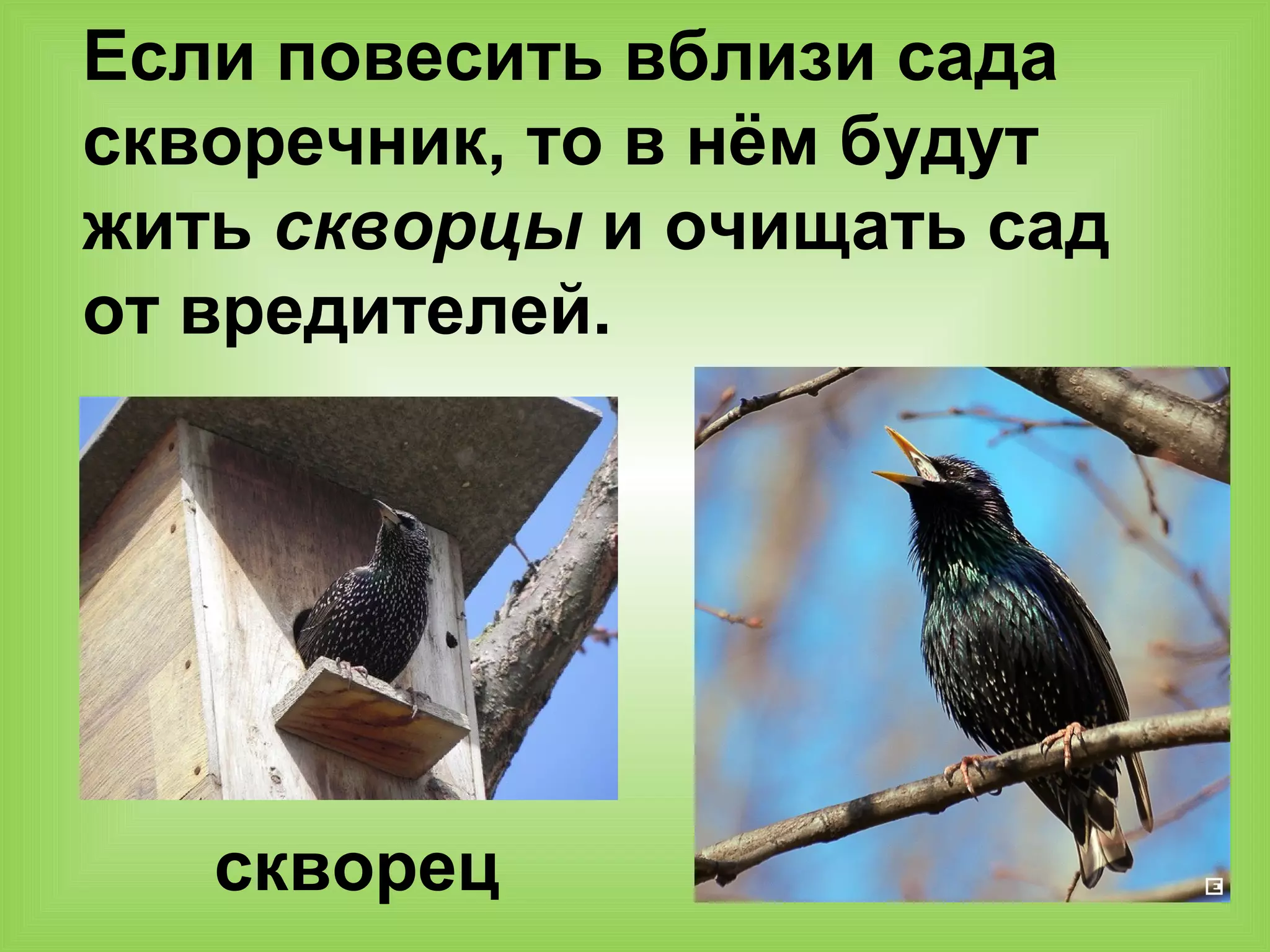 Если повесить вблизи сада
скворечник, то в нём будут
жить скворцы и очищать сад
от вредителей.
скворец
 