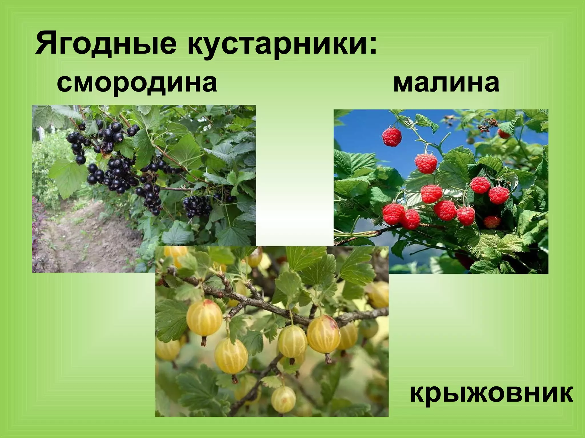 Ягодные кустарники:
смородина малина
крыжовник
 