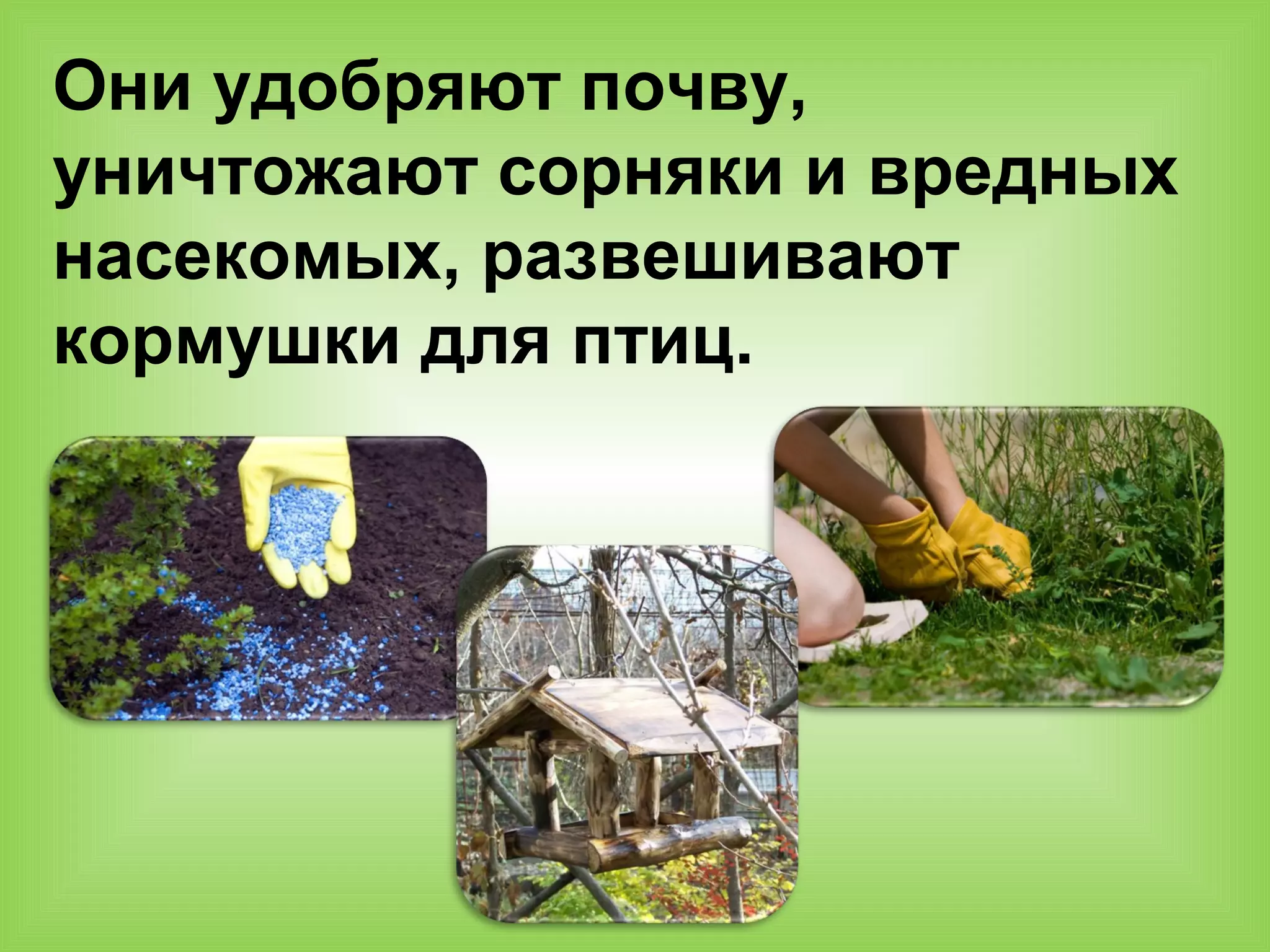 Они удобряют почву,
уничтожают сорняки и вредных
насекомых, развешивают
кормушки для птиц.
 