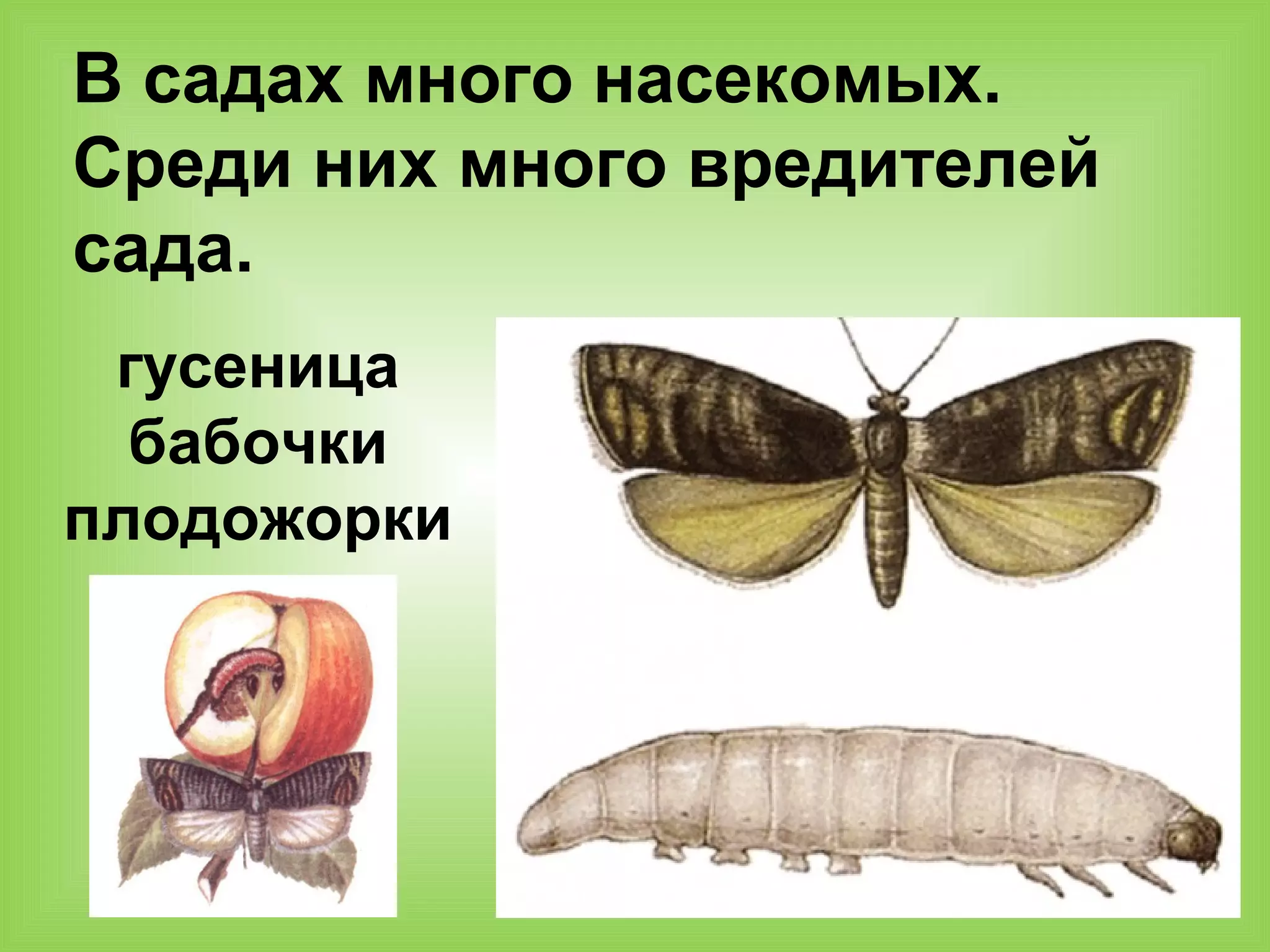 В садах много насекомых.
Среди них много вредителей
сада.
гусеница
бабочки
плодожорки
 