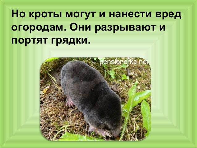Комплексная Работа за 1 Класс