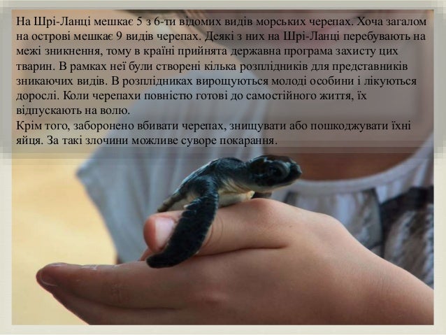 
На Шрі-Ланці мешкає 5 з 6-ти відомих видів морських черепах. Хоча загалом
на острові мешкає 9 видів черепах. Деякі з них...