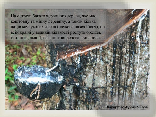 
На острові багато червоного дерева, яке має
коштовну та міцну деревину, а також кілька
видів каучукових дерев (наукова н...