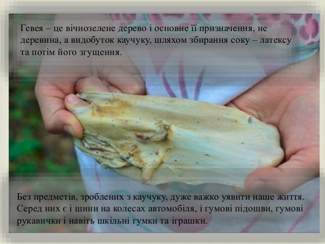 
Гевея – це вічнозелене дерево і основне її призначення, не
деревина, а видобуток каучуку, шляхом збирання соку – латексу...