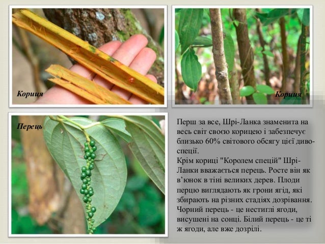 Перш за все, Шрі-Ланка знаменита на
весь світ своєю корицею і забезпечує
близько 60% світового обсягу цієї диво-
спеції.
К...