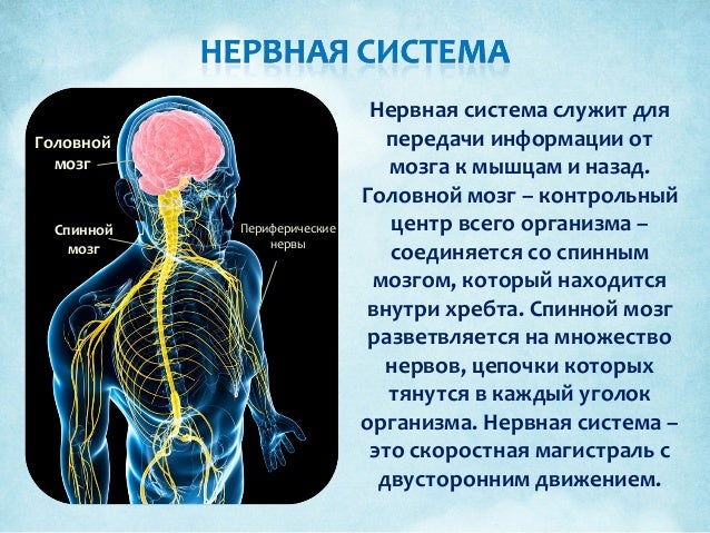 Строение и значение нервной системе. Строение и значение нервной системе