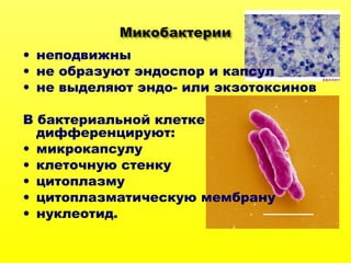 • неподвижны
• не образуют эндоспор и капсул
• не выделяют эндо- или экзотоксинов
В бактериальной клетке
дифференцируют:
• микрокапсулу
• клеточную стенку
• цитоплазму
• цитоплазматическую мембрану
• нуклеотид.
 