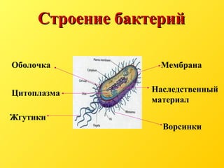 Строение бактерийСтроение бактерий
Оболочка
Жгутики
Мембрана
Наследственный
материал
Цитоплазма
Ворсинки
 