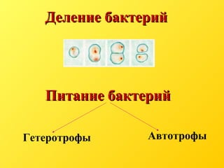 Деление бактерийДеление бактерий
Питание бактерийПитание бактерий
Гетеротрофы Автотрофы
 