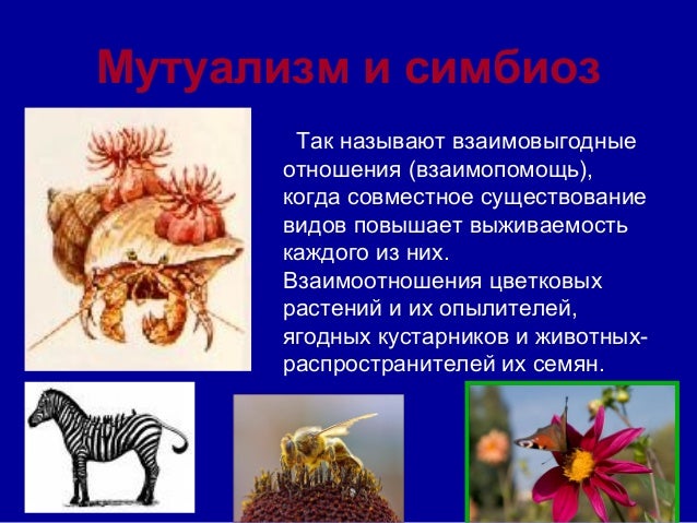 Симбиоз мутуализм. Мутуализм среди растений и животных. Мутуализм картинки. Краб паук и водоросли мутуализм.