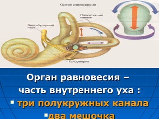 Орган равновесия –Орган равновесия –
часть внутреннего уха :часть внутреннего уха :
три полукружных каналатри полукружных канала
два мешочка