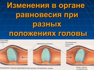 Изменения в органеИзменения в органе
равновесия приравновесия при
разныхразных
положениях головыположениях головы