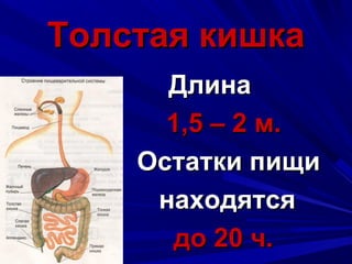 Толстая кишкаТолстая кишка
ДлинаДлина
1,5 – 2 м.1,5 – 2 м.
Остатки пищиОстатки пищи
находятсянаходятся
до 20 ч.до 20 ч.
 