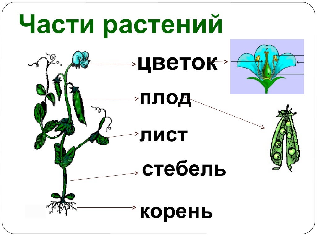 Цветок плод семя органы служащие для. Части растения. Строение растения схема. Название частей растения. Части растения рисунок.