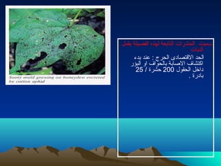 ‫بقمل‬ ‫الفصيلة‬ ‫لهذه‬ ‫التابعة‬ ‫الحشرات‬ ‫سميت‬
‫النبات‬
‫بدء‬ ‫عند‬ : ‫الحرج‬ ‫القتصادى‬ ‫الحد‬
‫البؤر‬ ‫او‬ ‫بالحواف‬ ‫الصابة‬ ‫اكتشاف‬
‫الحقول‬ ‫داخل‬200/ ‫حشرة‬25
. ‫بادرة‬
 