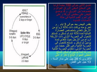 ‫حوالى‬ ‫النثى‬ ‫تضع‬150‫فرديا‬ ‫بيضة‬
‫و‬ ‫العوائل‬ ‫لوراق‬ ‫السفلى‬ ‫السطح‬ ‫على‬
‫يوضع‬ ‫تقد‬ ‫و‬ .‫العروق‬ ‫بين‬ ‫خصوصا‬
‫على‬ ‫و‬ ‫الورتقة‬ ‫سطحى‬ ‫على‬ ‫البيض‬
‫حالة‬ ‫فى‬ ‫النامية‬ ‫القمم‬ ‫و‬ ‫البراعم‬
. ‫الشديدة‬ ‫الصابات‬
‫حوالى‬ ‫بعد‬ ‫البيض‬ ‫يفقس‬3‫و‬ .. ‫ايام‬
‫من‬ ‫ازواج‬ ‫ةثلةثة‬ ‫ذات‬ ‫يرتقات‬ ‫منه‬ ‫تخرج‬
‫العصارة‬ ‫بامتصاص‬ ‫تتغذى‬ ‫الرجل‬
‫تنسلخ‬ ‫و‬ ‫تسكن‬ ‫ةثم‬ ‫ايام‬ ‫ةثلةثة‬ ‫لمدة‬ ‫النباتية‬
‫الربعة‬ ‫ذات‬ ‫الولى‬ ‫الحورية‬ ‫الى‬ ‫لتتحول‬
‫لمدة‬ ‫تتغذى‬ ‫حيث‬ ‫الرجل‬ ‫من‬ ‫ازواج‬
‫الى‬ ‫لتتحول‬ ‫تنسلخ‬ ‫و‬ ‫تسكن‬ ‫ةثم‬ ‫يومين‬
‫من‬ ‫حجما‬ ‫اكبر‬ ‫وهى‬ ‫الثانية‬ ‫الحورية‬
‫الثانية‬ ‫الحورية‬ ‫تتغذى‬ ،‫الولى‬ ‫الحورية‬
‫تنسلخ‬ ‫تسكن‬ ‫ةثم‬ ‫يومين‬ ‫لمدة‬ ‫بدورها‬
‫انثى‬ ‫او‬ ‫ذكر‬ ) ‫البالغ‬ ‫الحيوان‬ ‫لتعطى‬
‫له‬ ‫الكاروس‬28، ‫السنة‬ ‫مدار‬ ‫على‬ ‫جيل‬
13. ‫القطن‬ ‫على‬ ‫جيل‬
 