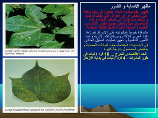 ‫الضرر‬ ‫و‬ ‫الصابة‬ ‫مظهر‬
‫باهتة‬ ‫بنية‬ ‫الى‬ ‫تتحول‬ ‫لمعة‬ ‫بيضاء‬ ‫بقع‬ ‫ظهور‬
‫تذبل‬ ‫ثم‬ ‫تجف‬ ‫التى‬ ‫العوائل‬ ‫اوراق‬ ‫سطحى‬ ‫على‬
‫قلة‬ ‫و‬ ‫النبات‬ ‫ضعف‬ ‫الى‬ ‫يؤدى‬ ‫مما‬ ‫تسقط‬ ‫و‬
‫الكاروس‬ ‫اطوار‬ ‫نجميع‬ ‫تمتص‬ ‫محيث‬ ‫المحصول‬
.‫الماصة‬ ‫الثاقبة‬ ‫فمها‬ ‫بأنجزاء‬ ‫النباتية‬ ‫العصارة‬
‫تفرزها‬ ‫الوراق‬ ‫على‬ ‫عنكبوتيه‬ ‫خيوط‬ ‫مشاهدة‬
‫تسد‬ ‫و‬ ‫التربة‬ ‫فتتراكم‬ ‫روس‬ ‫للكا‬ ‫الحرير‬ ‫غدد‬
‫الغذائى‬ ‫التمثيل‬ ‫عمليات‬ ‫تعيق‬ ‫و‬ ‫التنفسية‬ ‫الثغور‬
‫و‬ ‫المصابة‬ ‫النباتات‬ ‫تجف‬ ‫المتقدمة‬ ‫الصابات‬ ‫فى‬
‫كبيرة‬ ‫بدرجة‬ ‫المحصول‬ ‫ينخفض‬
... ‫الحرج‬ ‫القتصادى‬ ‫الحد‬10‫فى‬ ‫نبات‬ / ‫فرد‬
، ‫البادرات‬ ‫طور‬4‫الهزهار‬ ‫بداية‬ ‫فى‬ ‫نبات‬ / ‫فرد‬
 