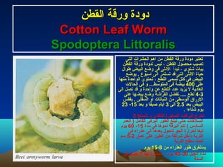 ‫القطن‬ ‫ورقة‬ ‫دودة‬‫القطن‬ ‫ورقة‬ ‫دودة‬
Cotton Leaf WormCotton Leaf Worm
Spodoptera LittoralisSpodoptera Littoralis
‫التى‬ ‫الحشرات‬ ‫اهم‬ ‫من‬ ‫القطن‬ ‫ورقة‬ ‫دودة‬ ‫تعتبر‬
‫القطن‬ ‫ورقة‬ ‫لدودة‬ ‫ليس‬ ، ‫القطن‬ ‫محصول‬ ‫تصيب‬
‫طوال‬ ‫البيض‬ ‫وضع‬ ‫فى‬ ‫النثى‬ ‫تبدأ‬ ، ‫شتوى‬ ‫بيات‬
‫يوضع‬ . ‫اسبوع‬ ‫الى‬ ‫تستمر‬ ‫قد‬ ‫التى‬ ‫النثى‬ ‫محياة‬
‫منها‬ ‫الوامحدة‬ ‫تحتوى‬ ، ‫اللطع‬ ‫تسمى‬ ‫كتل‬ ‫فى‬ ‫البيض‬
‫على‬400‫الحالت‬ ‫فى‬ ‫و‬ ...‫المتوسط‬ ‫فى‬ ‫بيضة‬
‫الى‬ ‫تصل‬ ‫قد‬ ‫و‬ ‫وامحدة‬ ‫عن‬ ‫اللطع‬ ‫عدد‬ ‫يزيد‬ ‫ل‬ ‫العادية‬
3-4‫على‬ ‫بيضها‬ ‫وضع‬ ‫الفراشة‬ ‫تفضل‬ .... ‫لطع‬
‫يفقس‬ . ‫السفلى‬ ‫او‬ ‫النباتات‬ ‫من‬ ‫الوسطى‬ ‫الوراق‬
‫بعد‬ ‫البيض‬2.5‫الى‬3‫بعد‬ ‫و‬ ‫صيفا‬ ‫ايام‬15-23
. ‫شتاءا‬ ‫يوم‬
‫تنسلخ‬ ‫و‬ ‫لتتغذى‬ ‫الصغيرة‬ ‫اليرقات‬ ‫تخرج‬5
‫العمر‬ ) ‫الكامل‬ ‫اليرقى‬ ‫الطور‬ ‫تبلغ‬ ‫محتى‬ ‫انسلاخات‬
‫مدة‬ ‫فى‬ ‫نموها‬ ‫اليرقة‬ ‫تتم‬ ( ‫السادس‬15-60‫يوم‬
‫فى‬ ‫عذراء‬ ‫الى‬ ‫بعدها‬ ‫تتحول‬ ‫الجو‬ ‫لحرارة‬ ‫تبعا‬
‫عمق‬ ‫على‬ ‫الطين‬ ‫من‬ ‫شرنقة‬ ‫دااخل‬ ‫التربة‬2-5‫سم‬
‫التربة‬ ‫سطح‬ ‫تحت‬
‫من‬ ‫العذراء‬ ‫طور‬ ‫يستغرق‬8-15‫يوم‬
‫الجيل‬ ‫مدة‬30-40‫لها‬ ‫الحشرة‬ ، ‫يوم‬7‫فى‬ ‫انجيال‬
‫السنة‬
 