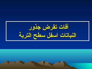 ‫جذور‬ ‫تقرض‬ ‫آفات‬‫جذور‬ ‫تقرض‬ ‫آفات‬
‫التربة‬ ‫سطح‬ ‫اسفل‬ ‫النباتات‬‫التربة‬ ‫سطح‬ ‫اسفل‬ ‫النباتات‬
 