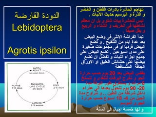 ‫القارضة‬ ‫الدودة‬‫القارضة‬ ‫الدودة‬
LebidopteraLebidoptera
Agrotis ipsilonAgrotis ipsilon
‫الخضر‬ ‫و‬ ‫القطن‬ ‫بادرات‬ ‫الحشرة‬ ‫تهاجم‬
. ‫الثنبات‬ ‫حديث‬ ‫البرسيم‬ ‫و‬ ‫الذرة‬ ‫و‬
‫معظم‬ ‫ان‬ ‫بل‬ ‫عشتوى‬ ‫بيات‬ ‫للحشرة‬ ‫ليس‬
‫الربيع‬ ‫و‬ ‫الشتاء‬ ‫و‬ ‫الخريف‬ ‫فى‬ ‫ثنشاطها‬
. ‫صيفا‬ ‫يقل‬ ‫و‬
‫البيض‬ ‫وضع‬ ‫فى‬ ‫الثنثى‬ ‫الفراعشة‬ ‫تبدأ‬
‫تضع‬ ‫و‬ . ‫التلقيح‬ ‫من‬ ‫ايام‬ ‫عدة‬ ‫بعد‬
‫صغيرة‬ ‫مجموعات‬ ‫فى‬ ‫او‬ ‫فرديا‬ ‫البيض‬
‫على‬ ‫البيض‬ ‫تضع‬ . ‫اسبوعين‬ ‫مدى‬ ‫على‬
‫تضع‬ ‫ان‬ ‫تفضل‬ ‫و‬ ‫النبات‬ ‫اجزاء‬ ‫جميع‬
‫الوراق‬ ‫او‬ ‫العليق‬ ‫حشائش‬ ‫على‬ ‫بيضها‬
‫المتساقطة‬ ‫الجافة‬
‫بعد‬ ‫البيض‬ ‫يفقس‬20‫حرارة‬ ‫حسب‬ ‫يوم‬
‫تنسلخ‬ ‫و‬ ‫للتغذى‬ ‫اليرقات‬ ‫تخرج‬ ‫و‬ ‫الجو‬
6‫مدة‬ ‫اليرقة‬ ‫طور‬ ‫يستغرق‬ ‫و‬ ‫مرات‬
20-90‫عذراء‬ ‫الى‬ ‫بعدها‬ ‫تتحول‬ ‫يوم‬
‫مدة‬ ‫تتراوح‬ ‫و‬ .. ‫الطين‬ ‫من‬ ‫عشرثنقة‬ ‫داخل‬
‫من‬ ‫الجيل‬4-18‫حرارة‬ ‫حسب‬ ‫اسبوع‬
‫الموسم‬ ‫و‬ ‫الجو‬
‫السنة‬ ‫فى‬ ‫اجيال‬ ‫خمسة‬ ‫لها‬ ‫و‬
 