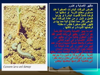 ‫اضرر‬ ‫و‬ ‫الصابة‬ ‫مظهر‬
‫عند‬ ‫الصغيرة‬ ‫البادرات‬ ‫اليرقات‬ ‫تقرض‬
‫اما‬ ‫اسفلها‬ ‫او‬ ‫التربة‬ ‫سطح‬ ‫مستوى‬
‫جزئيا‬ ‫او‬ ‫البادرة‬ ‫فتموت‬ ‫كامل‬ ‫قرضا‬
‫اثنها‬ ‫اليرقات‬ ‫عادة‬ ‫من‬ ‫و‬ ‫تذبل‬ ‫و‬ ‫فتميل‬
‫يؤدى‬ ‫مما‬ ‫الية‬ ‫تحتاج‬ ‫مما‬ ‫اكثر‬ ‫تقرض‬
‫مفتتة‬ ‫خضراء‬ ‫صغيرة‬ ‫قطع‬ ‫ظهور‬
. ‫تأكلها‬ ‫لم‬ ‫و‬ ‫الدودة‬ ‫قرضتها‬
‫القارضة‬ ‫بالدودة‬ ‫الصابة‬ ‫يميز‬ ‫ما‬ ‫اهم‬
‫فقد‬ ‫قصير‬ ‫وقت‬ ‫فى‬ ‫يظهر‬ ‫الضرر‬ ‫ان‬ ‫هو‬
‫من‬ ‫مظهر‬ ‫اى‬ ‫من‬ ‫خالية‬ ‫الحقول‬ ‫تكون‬
‫التالى‬ ‫اليوم‬ ‫فى‬ ‫و‬ ‫الصابة‬ ‫مظاهر‬
‫عدد‬ ‫وموت‬ ‫عشديدة‬ ‫اصابة‬ ‫يلحظ‬ ‫مباعشرة‬
‫اذا‬ ‫الحالة‬ ‫هذه‬ ‫فى‬ ‫و‬ ‫الجور‬ ‫من‬ ‫كبير‬
‫الديدان‬ ‫وجدت‬ ‫الباردات‬ ‫حول‬ ‫كشفت‬
‫سطح‬ ‫تحت‬ ‫الكاملة‬ ‫اطوارها‬ ‫فى‬ ‫القارضة‬
‫يتواجد‬ ‫ول‬ ‫اواتنين‬ ‫يرقة‬ ‫بواقع‬ . ‫التربة‬
‫ثنظرا‬ ‫واحد‬ ‫مكان‬ ‫فى‬ ‫اليرقات‬ ‫من‬ ‫العديد‬
‫لبعض‬ ‫لبعضها‬ ‫افتراسها‬ ‫خاصية‬ ‫الى‬.
 